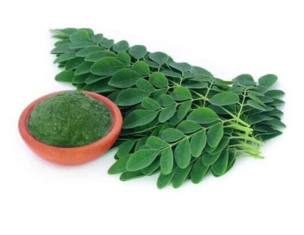 INSIGHTS:  The miracle green leaves  